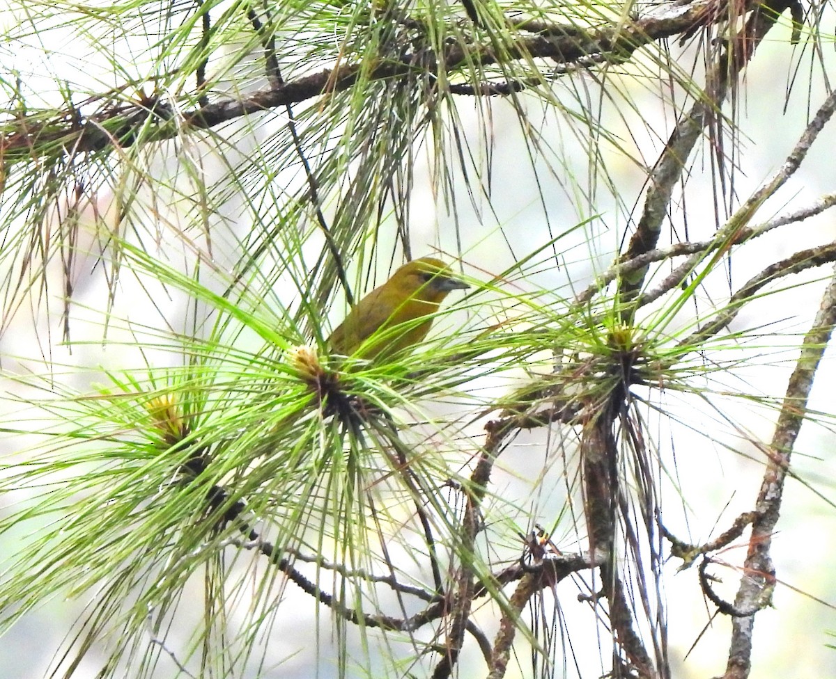 Hepatic Tanager - ML644360391