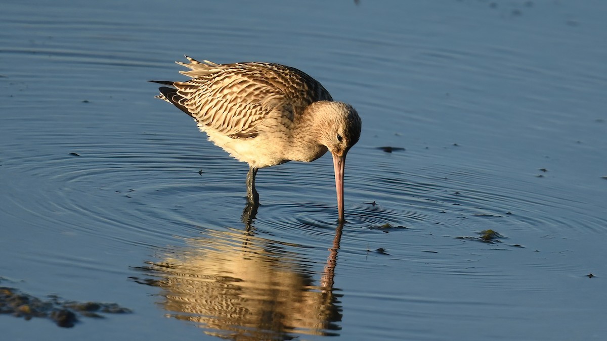 břehouš rudý - ML644360394