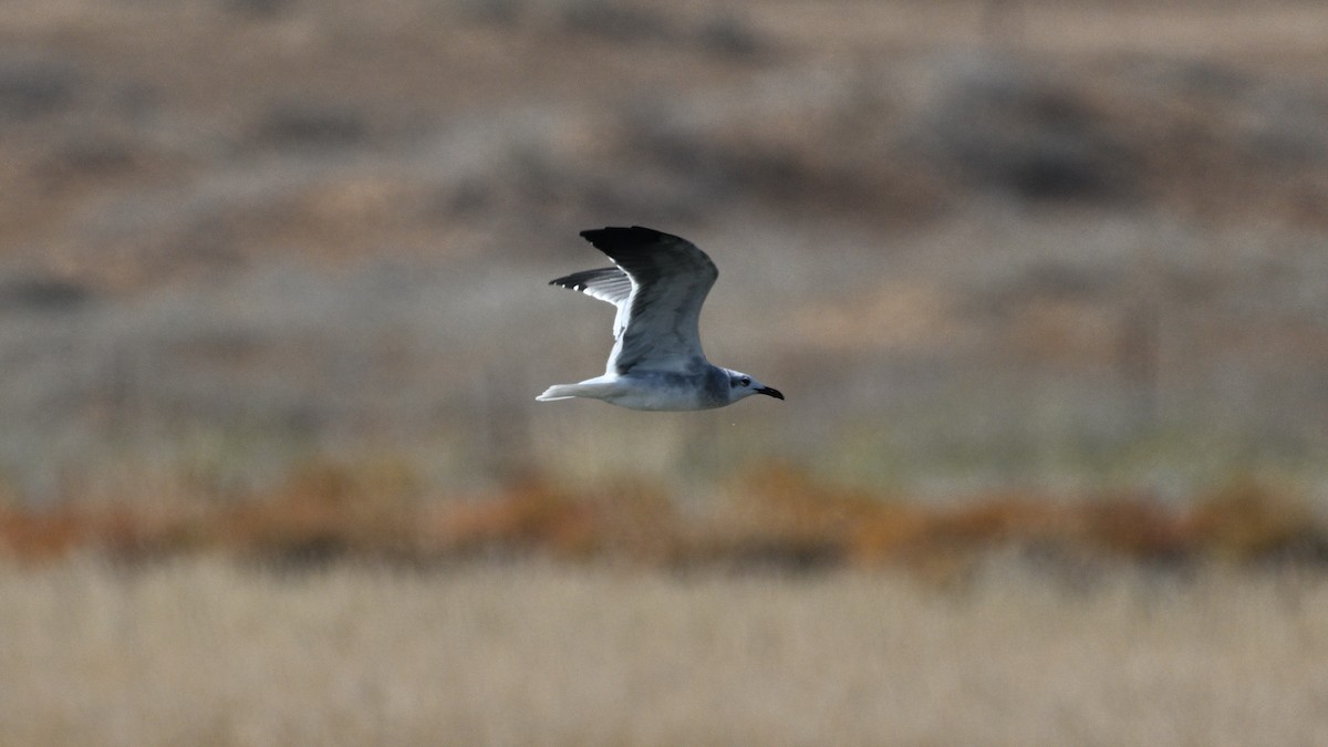 Laughing Gull - ML644360395