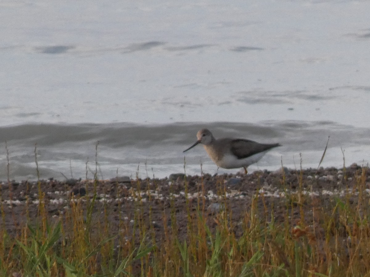 tereksnipe - ML644360399