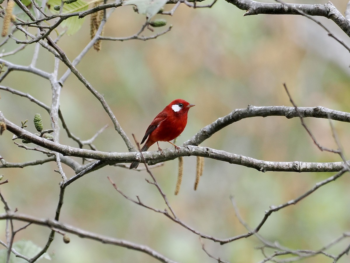 Red Warbler (White-cheeked) - ML644360415