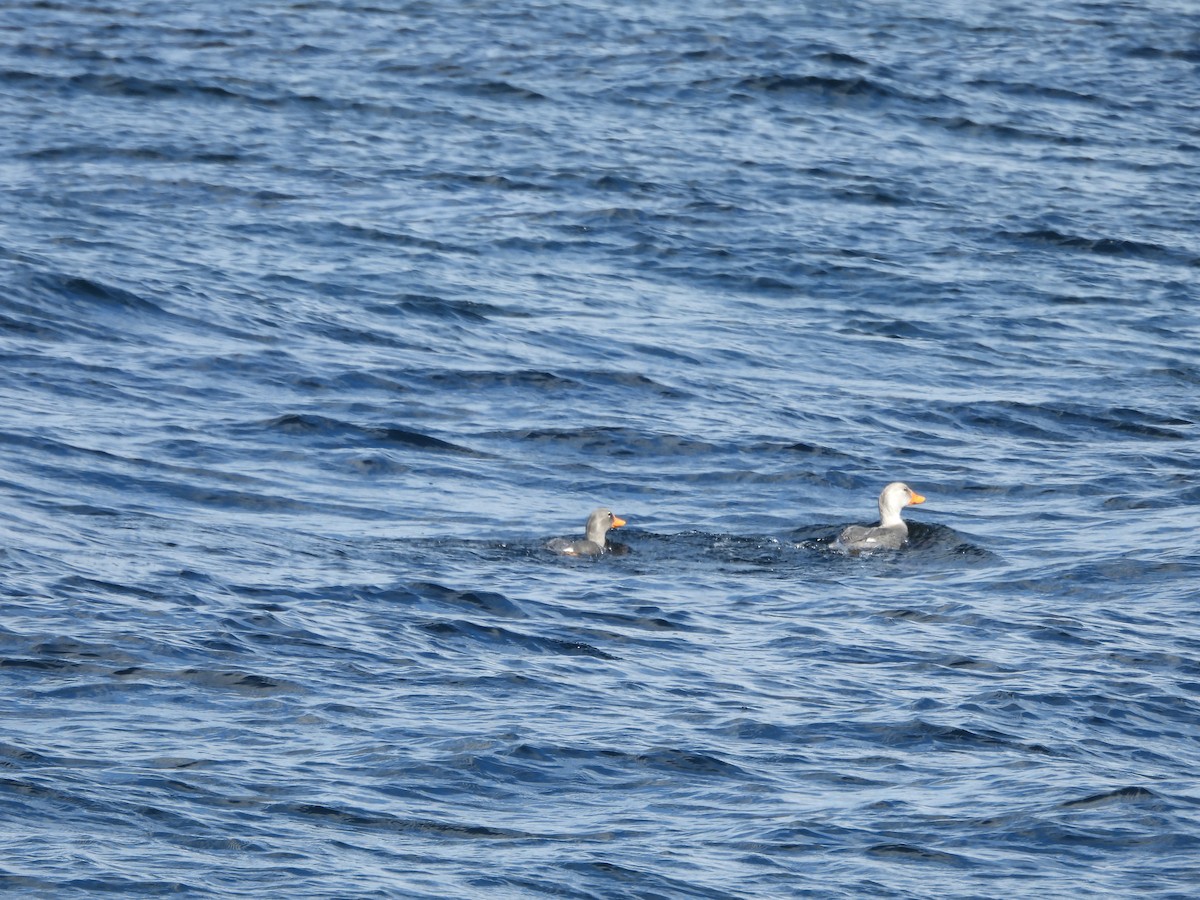 オオフナガモ - ML644360417