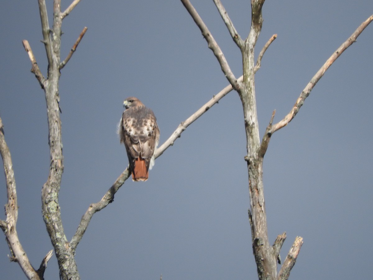 Red-tailed Hawk - ML644360418