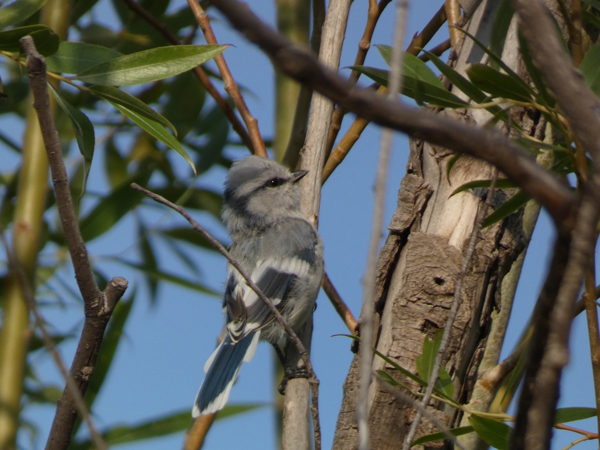 Azure Tit - ML644360421