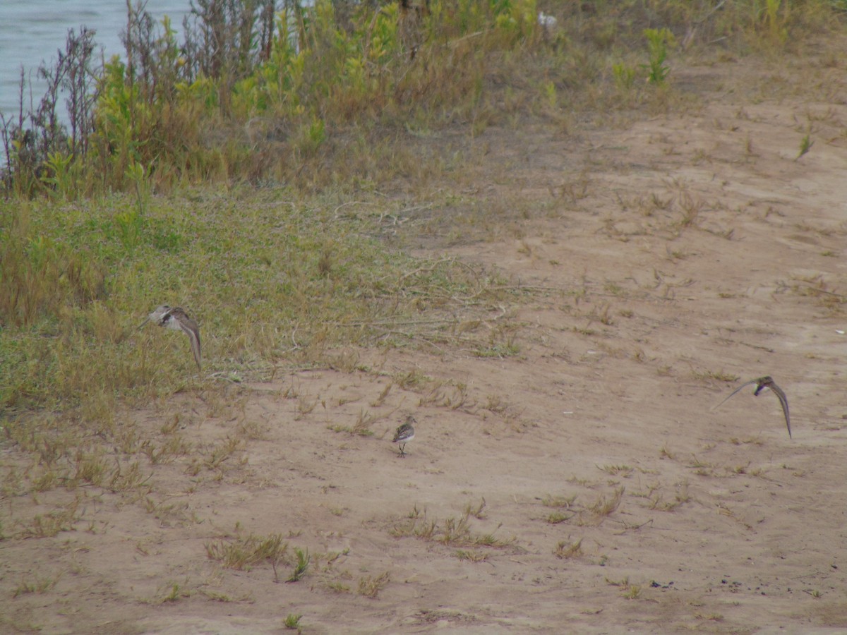 Correlimos sp. - ML644360425