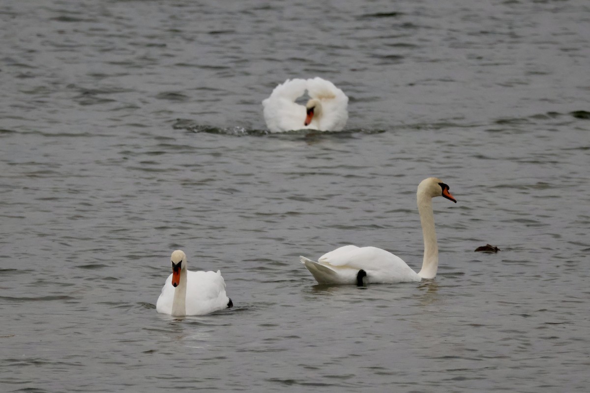 Хуруут хун - ML644360426