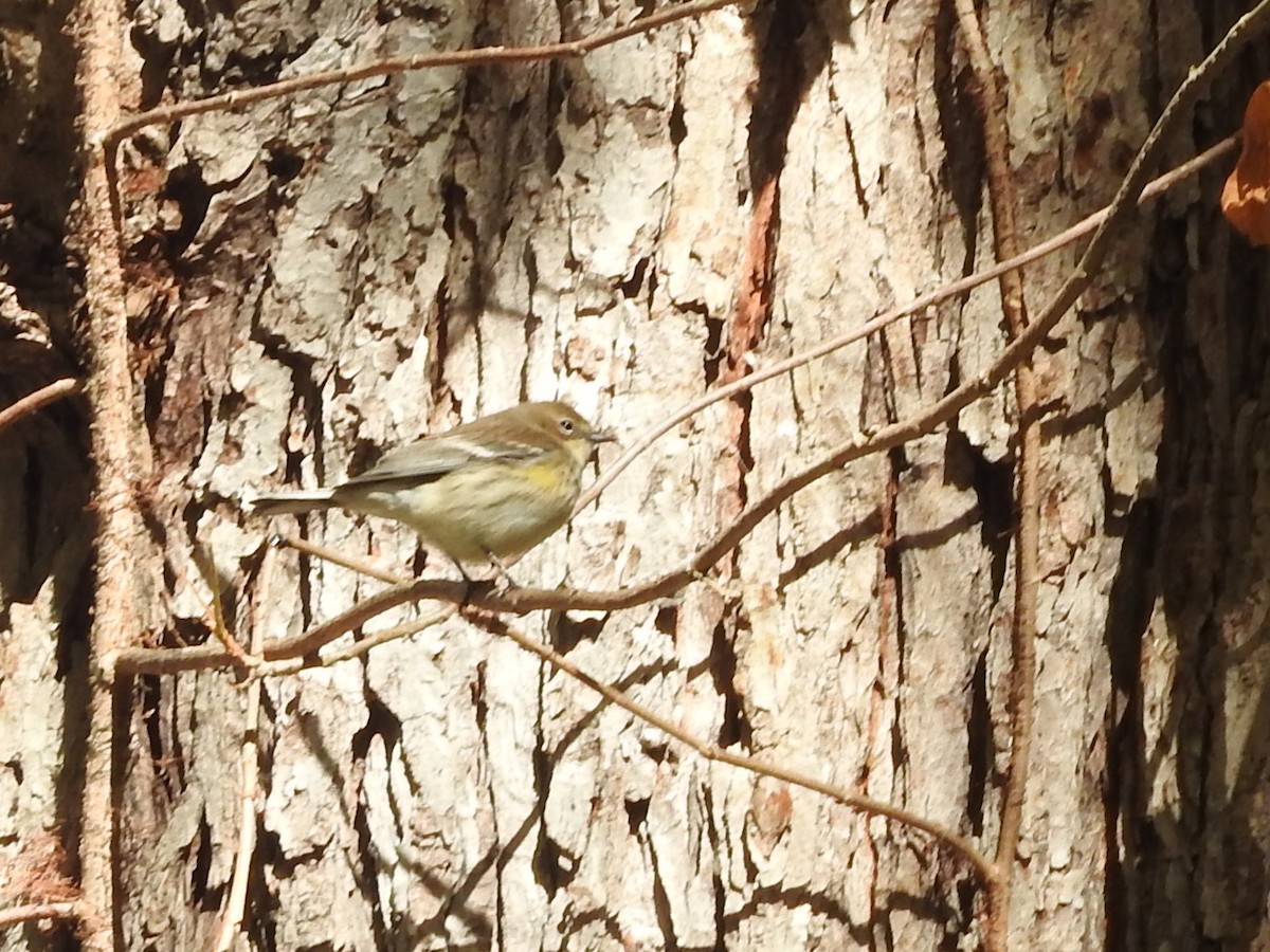 Taçlı Ötleğen - ML644360428