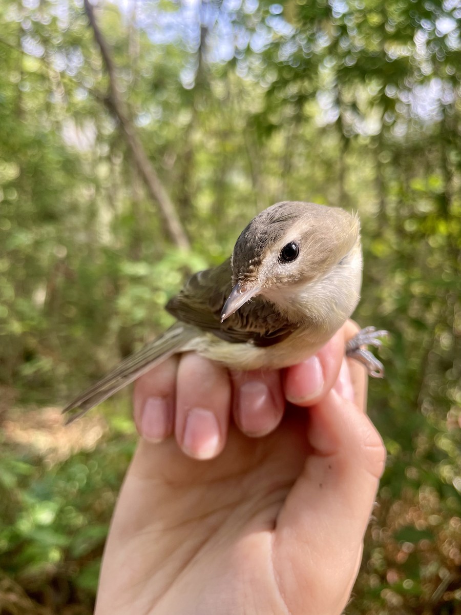 Eastern/Western Warbling Vireo - ML644360429