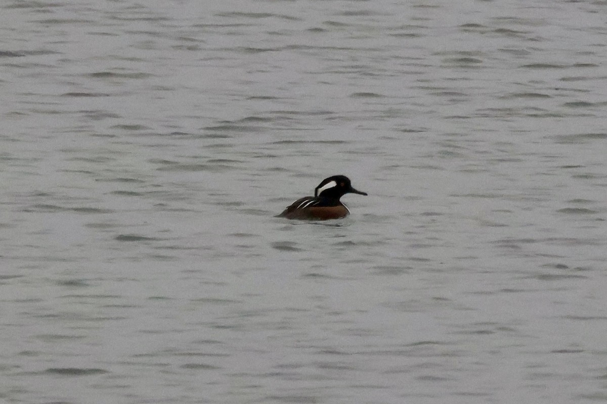 Hooded Merganser - ML644360430