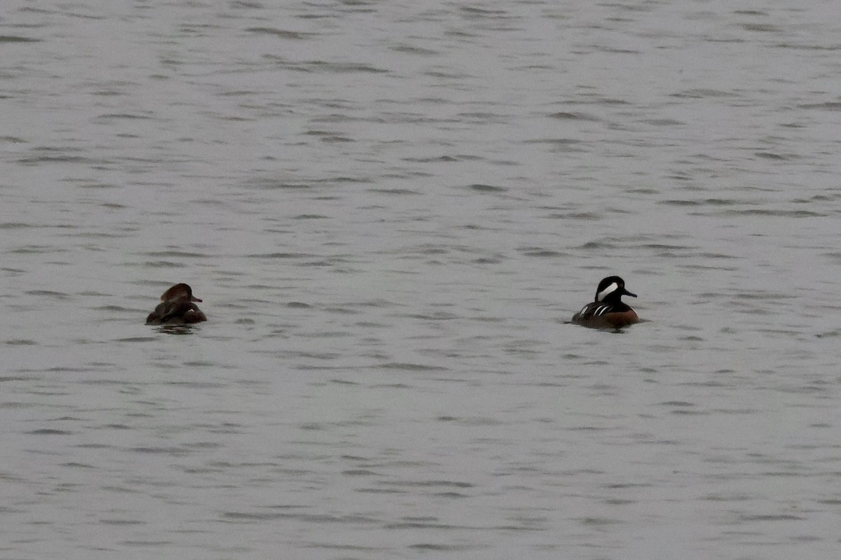 Hooded Merganser - ML644360431
