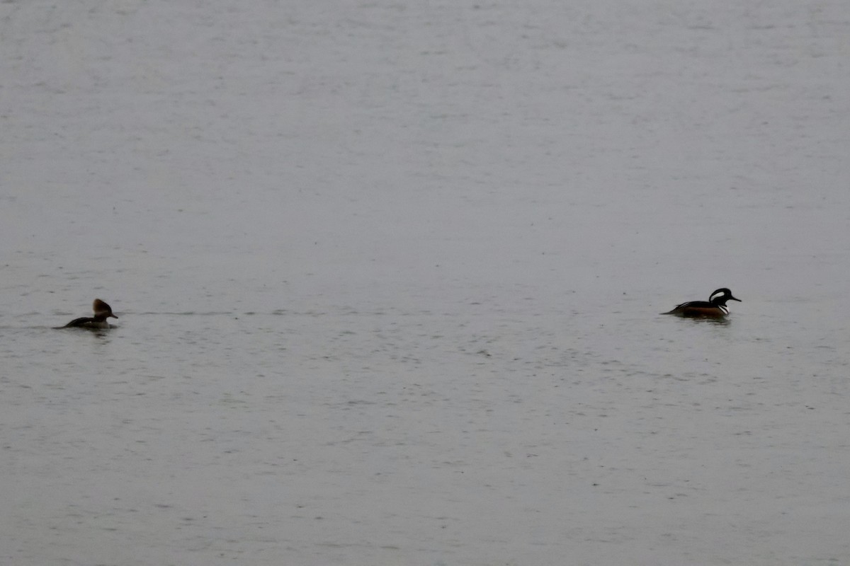 Hooded Merganser - ML644360432