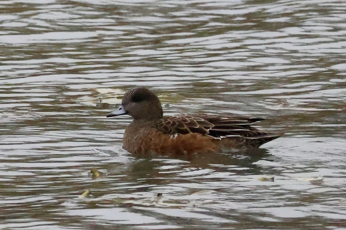 American Wigeon - ML644360436