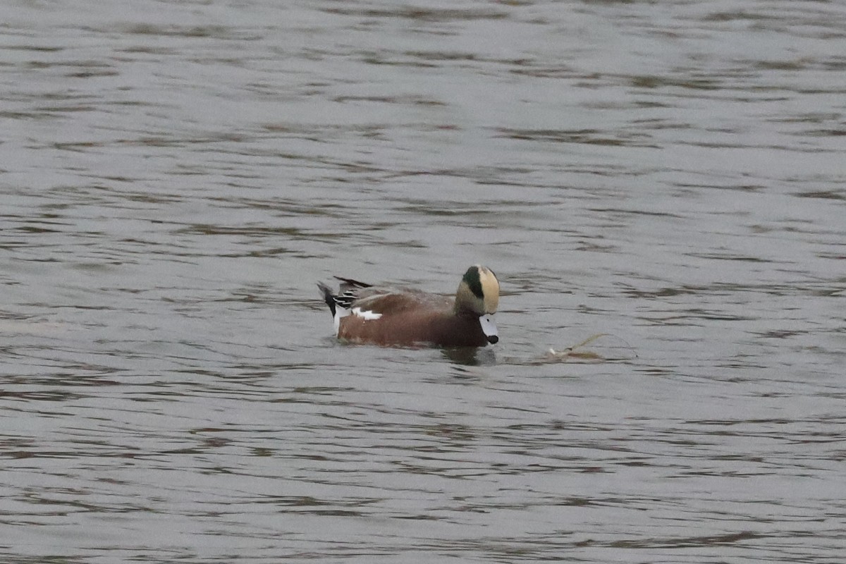American Wigeon - ML644360437