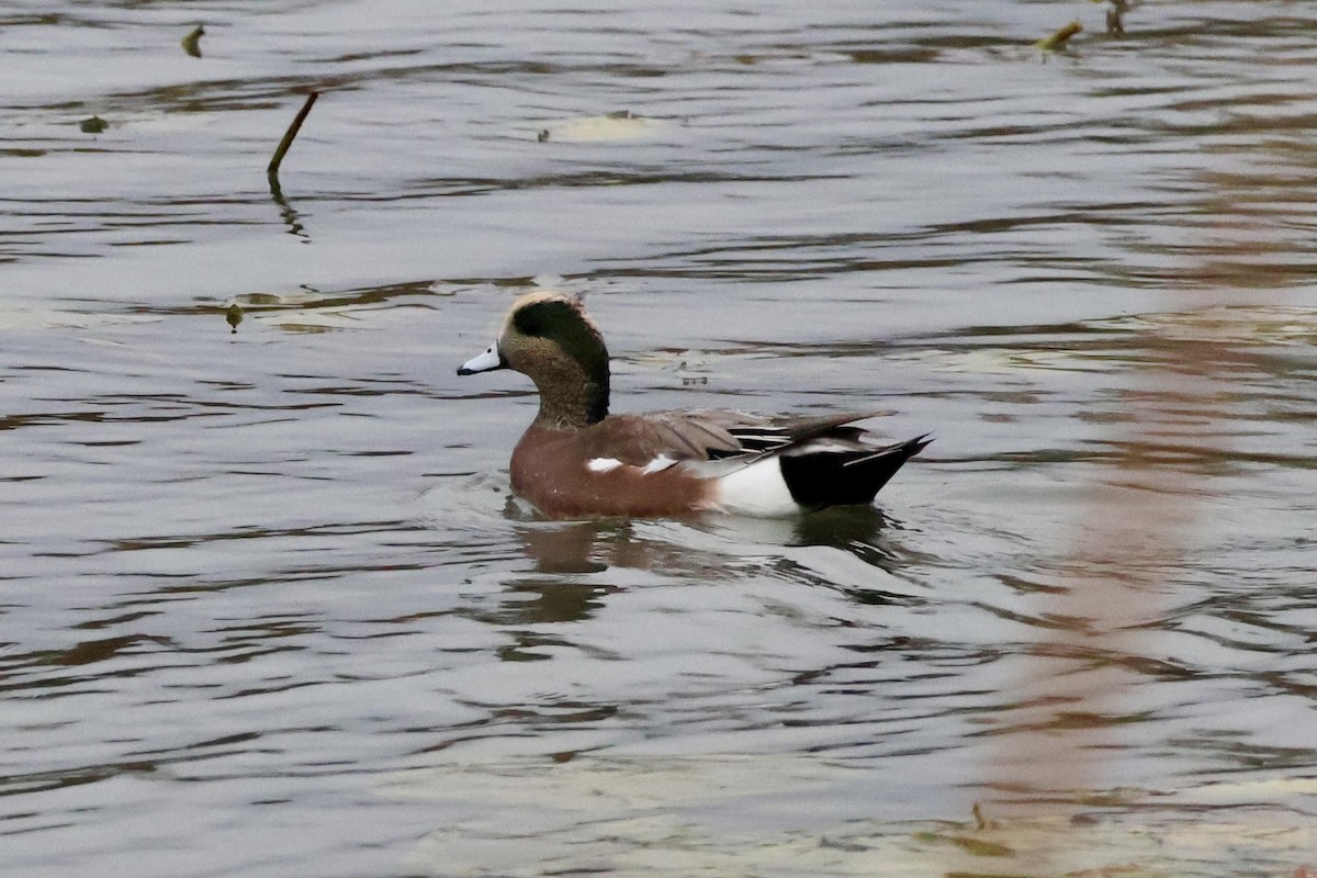 American Wigeon - ML644360438