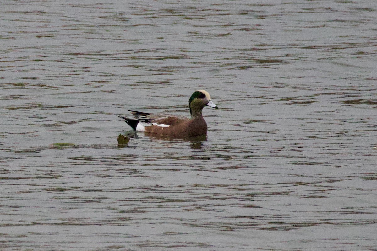 American Wigeon - ML644360439