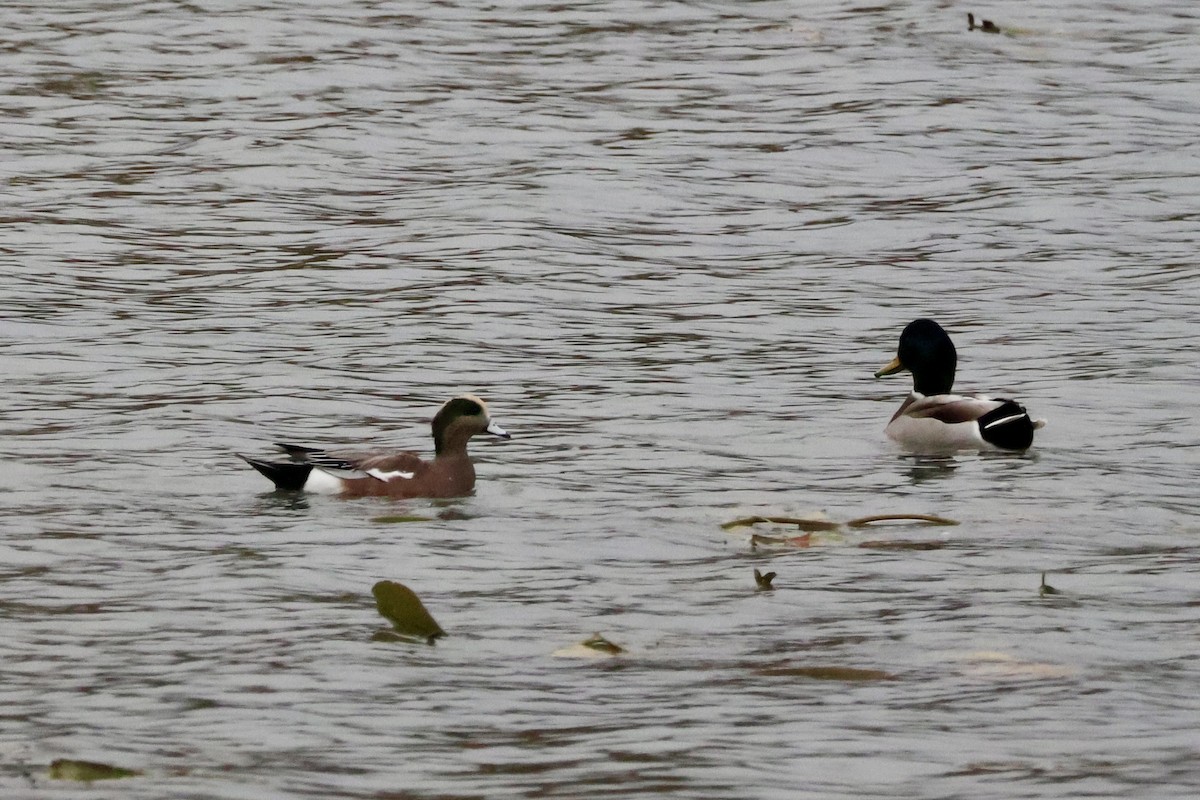 American Wigeon - ML644360440