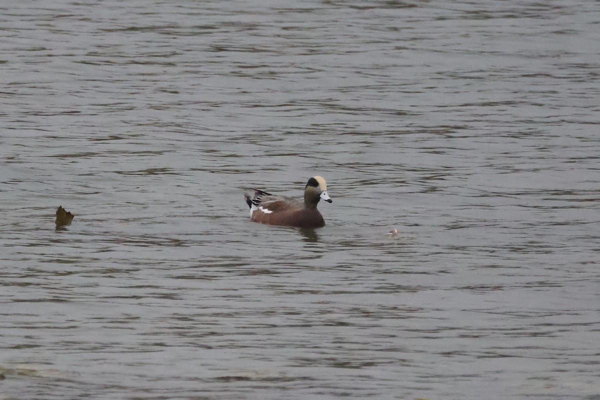 American Wigeon - ML644360441