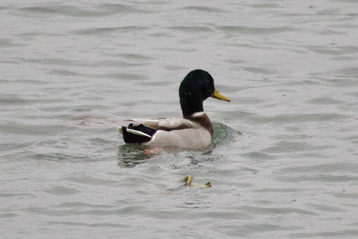 Зэрлэг нугас - ML644360446