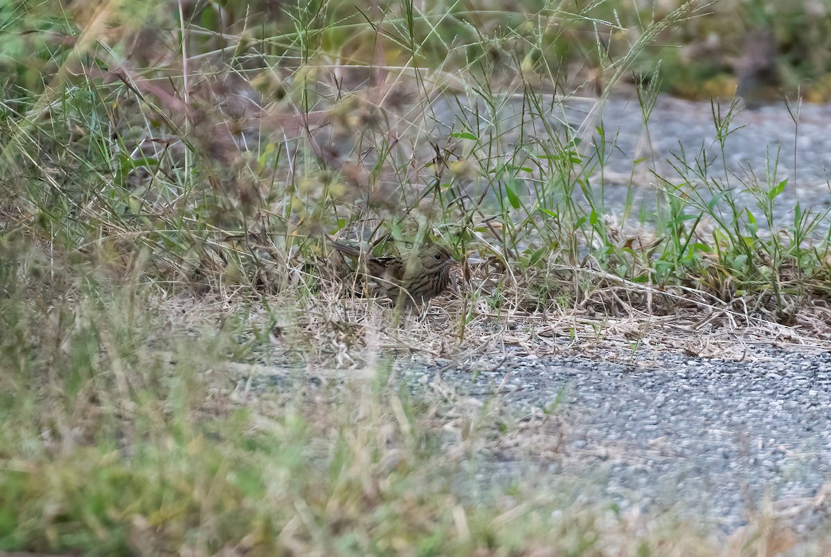 Lincoln's Sparrow - ML644360455