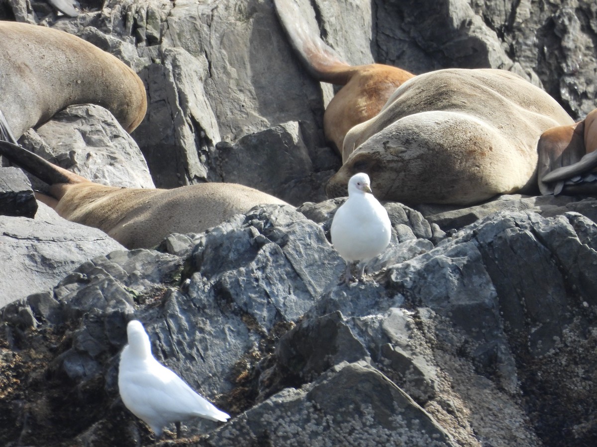 Snowy Sheathbill - ML644360458