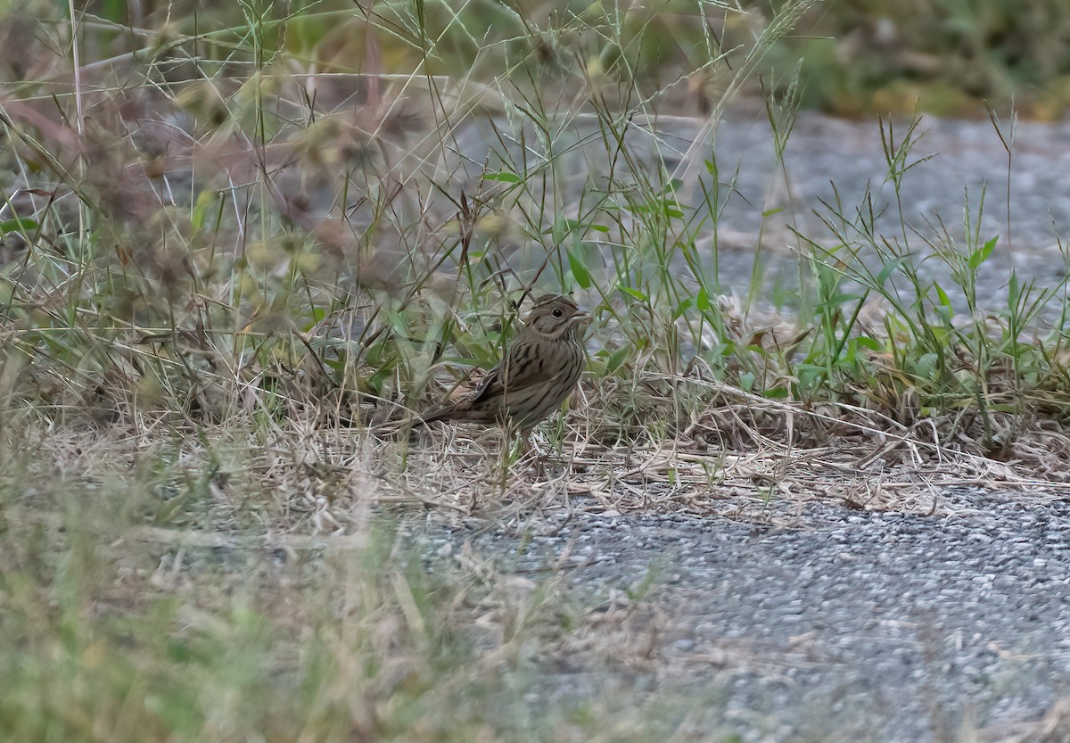 Lincoln's Sparrow - ML644360464