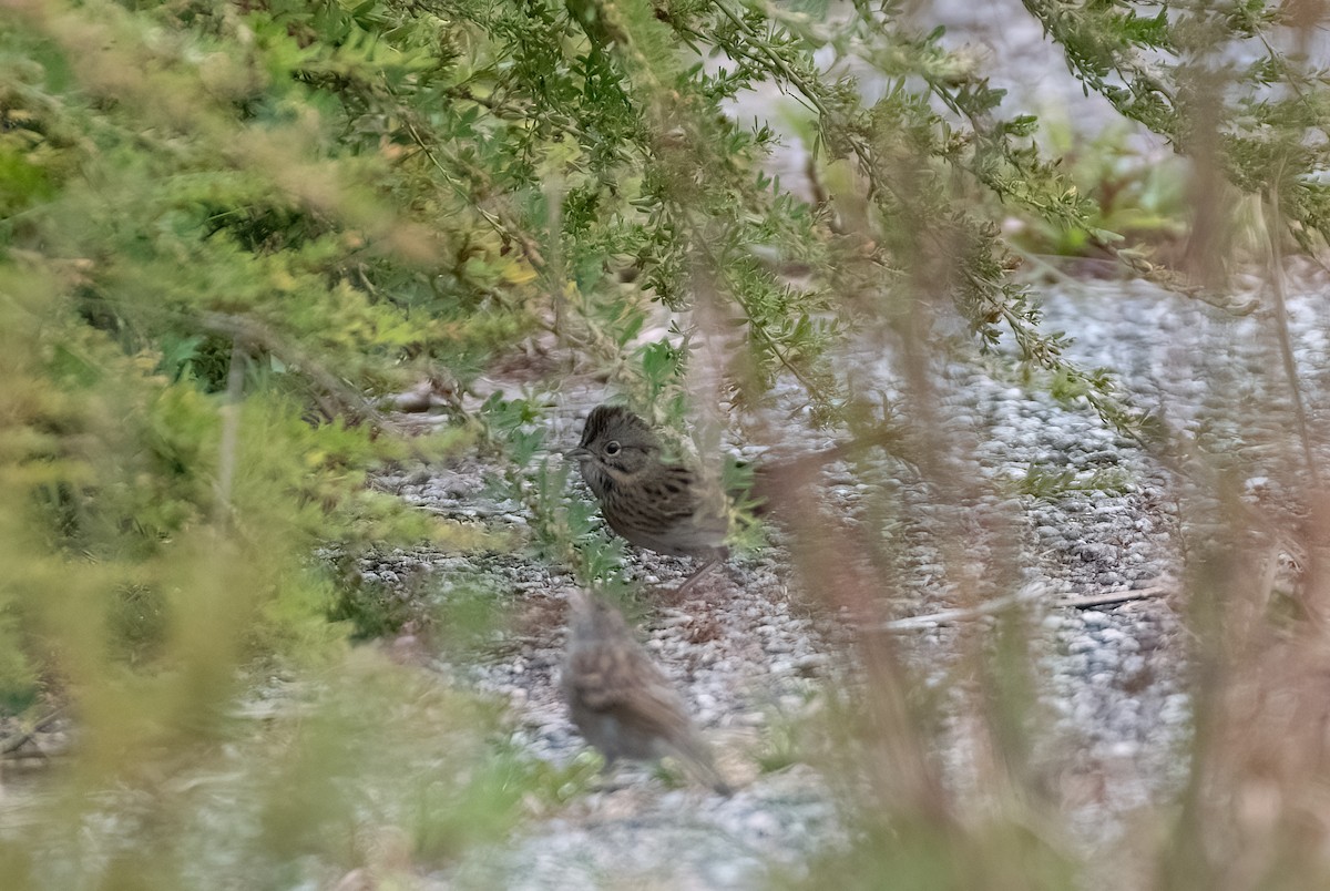 Lincoln's Sparrow - ML644360469