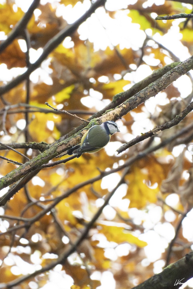 Eurasian Blue Tit - ML644360470