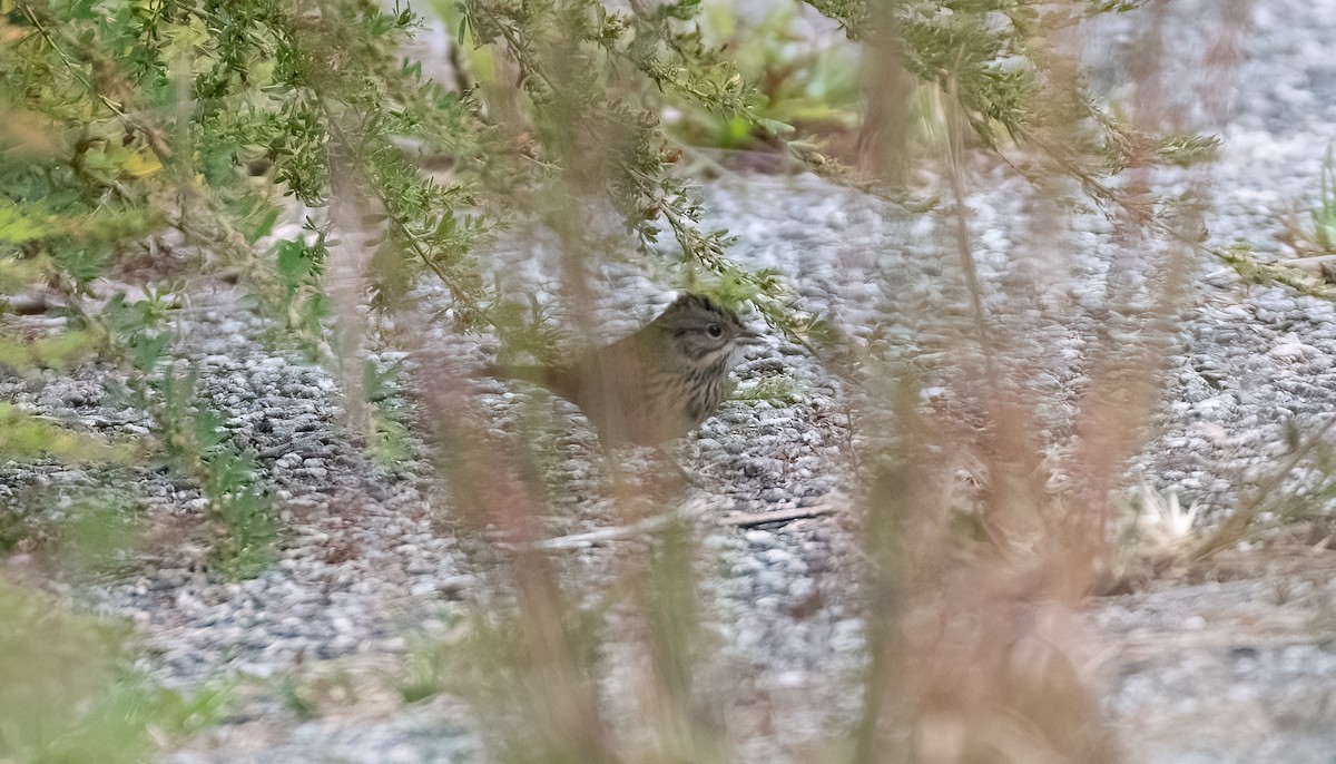 Lincoln's Sparrow - ML644360472
