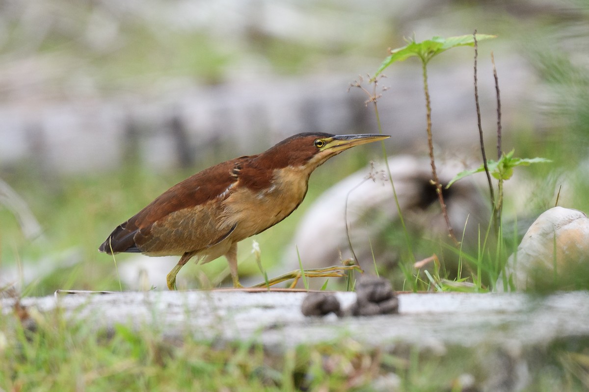 Schrenck's Bittern - ML644360487