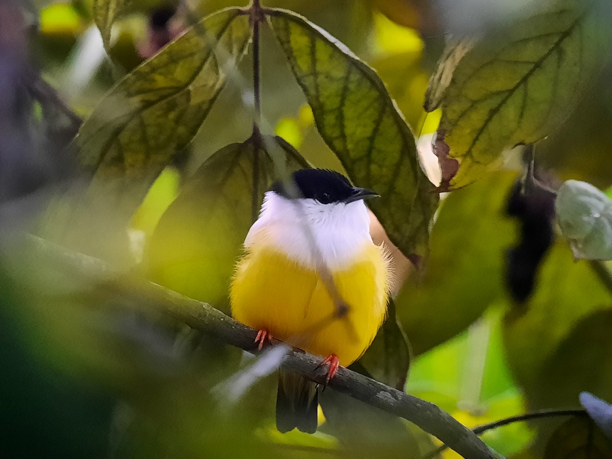 White-collared Manakin - ML644360493