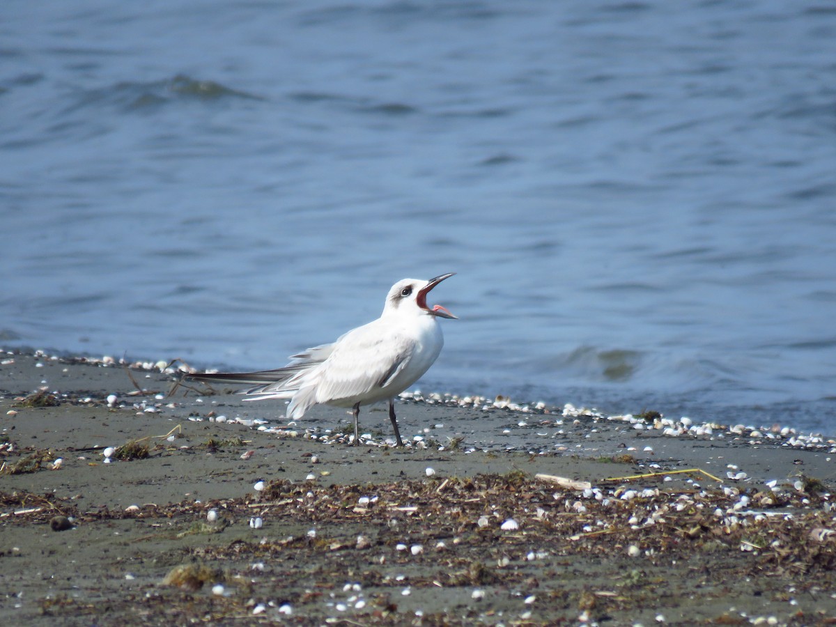 Lachseeschwalbe - ML644360501