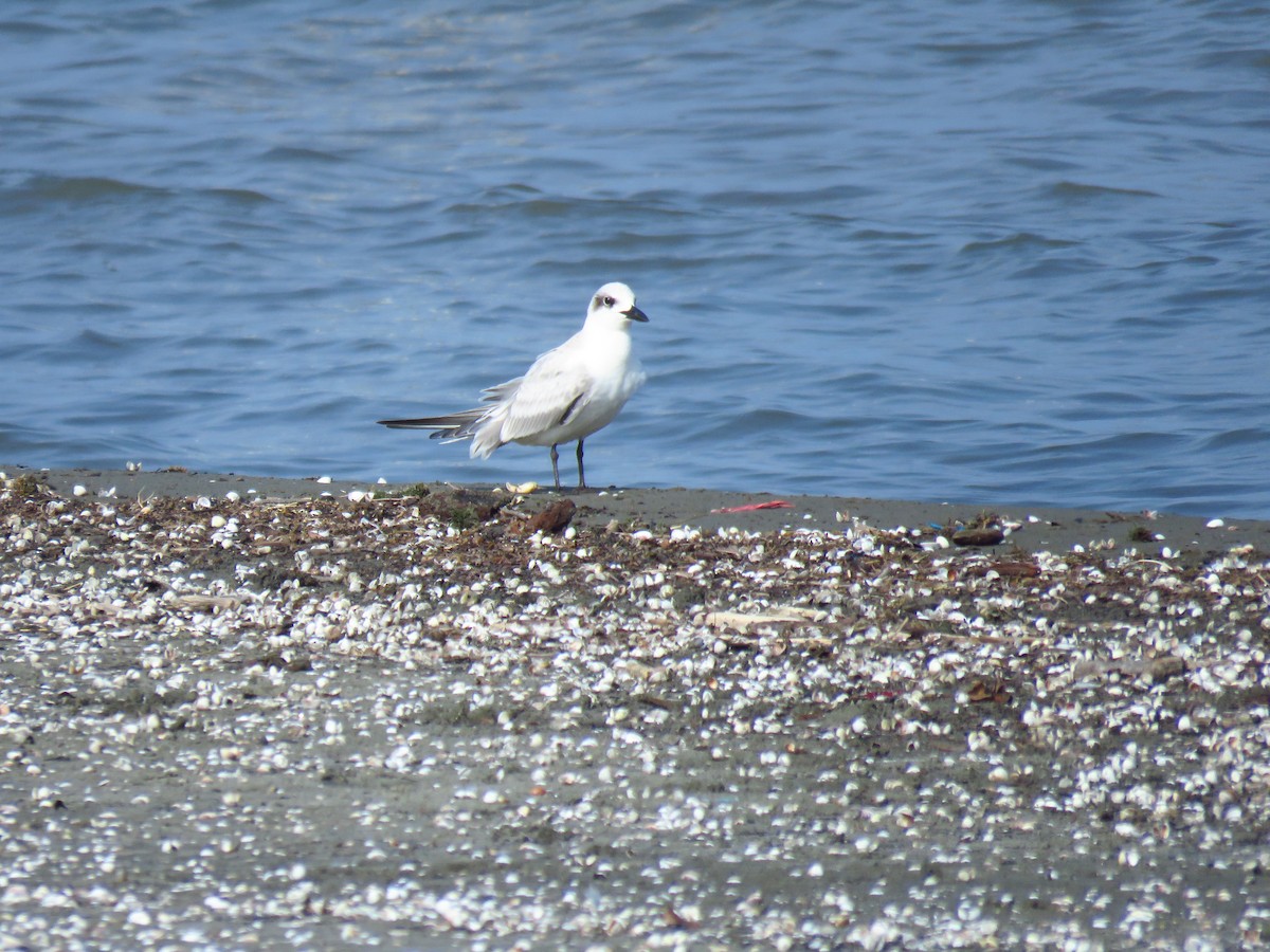 Lachseeschwalbe - ML644360503