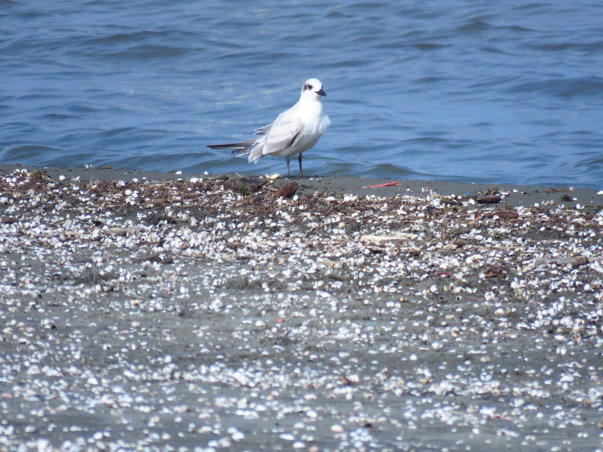 Lachseeschwalbe - ML644360505