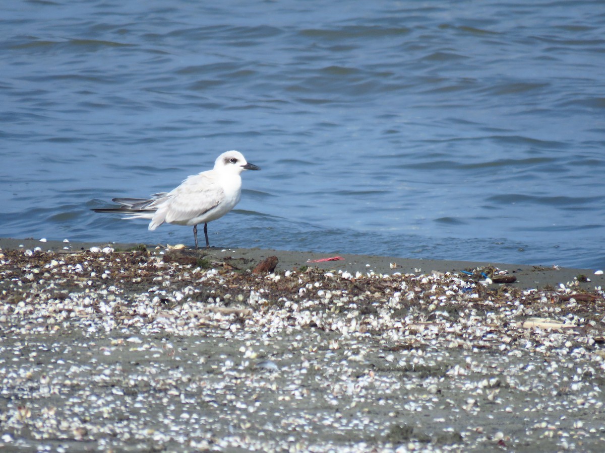 Lachseeschwalbe - ML644360506