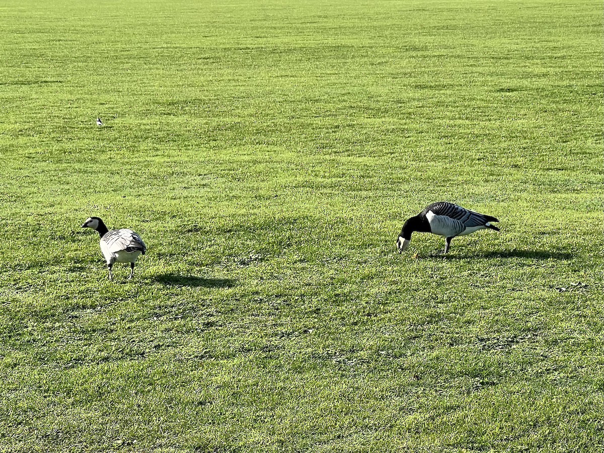 Barnacle Goose - ML644360523