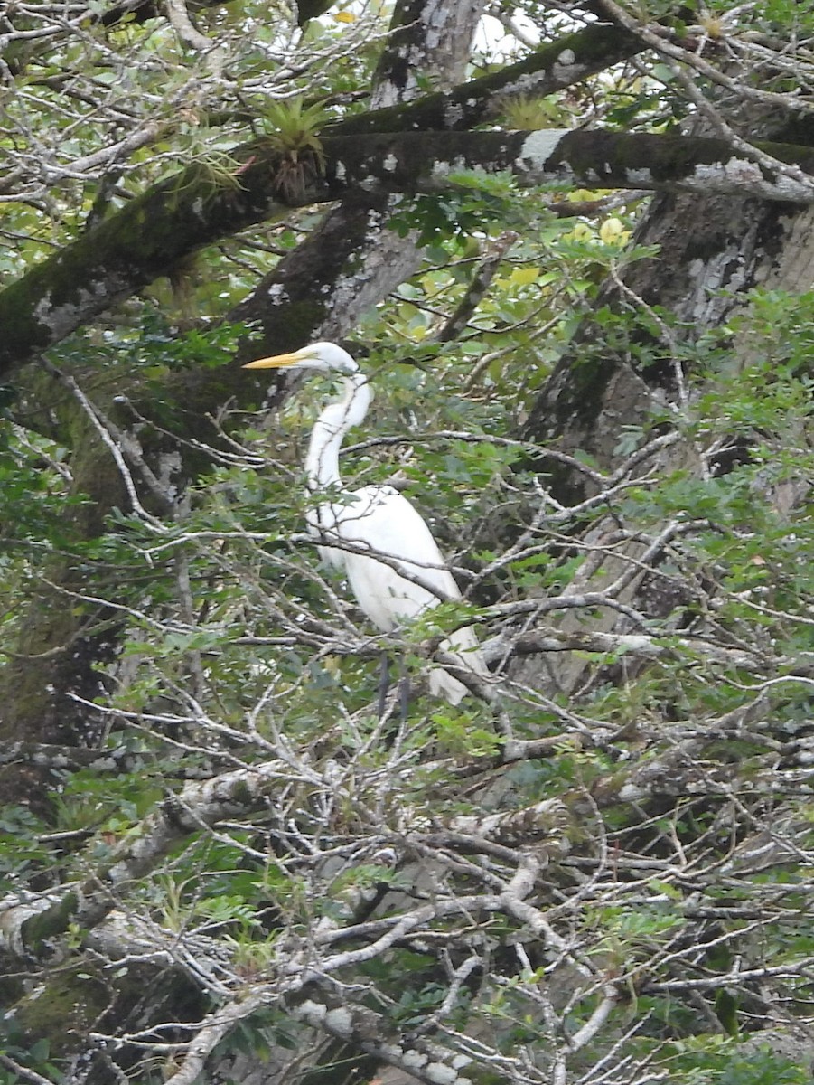 Great Egret - ML644360524