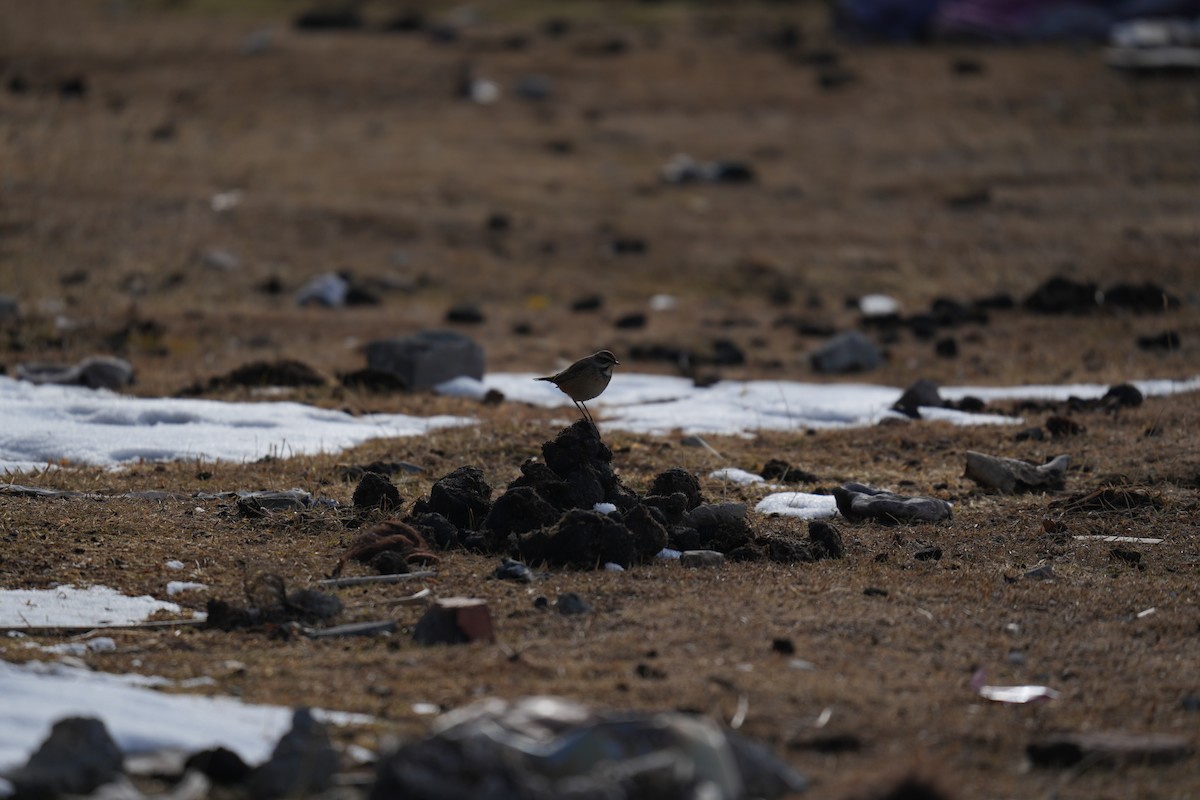 Bluethroat - ML644360547