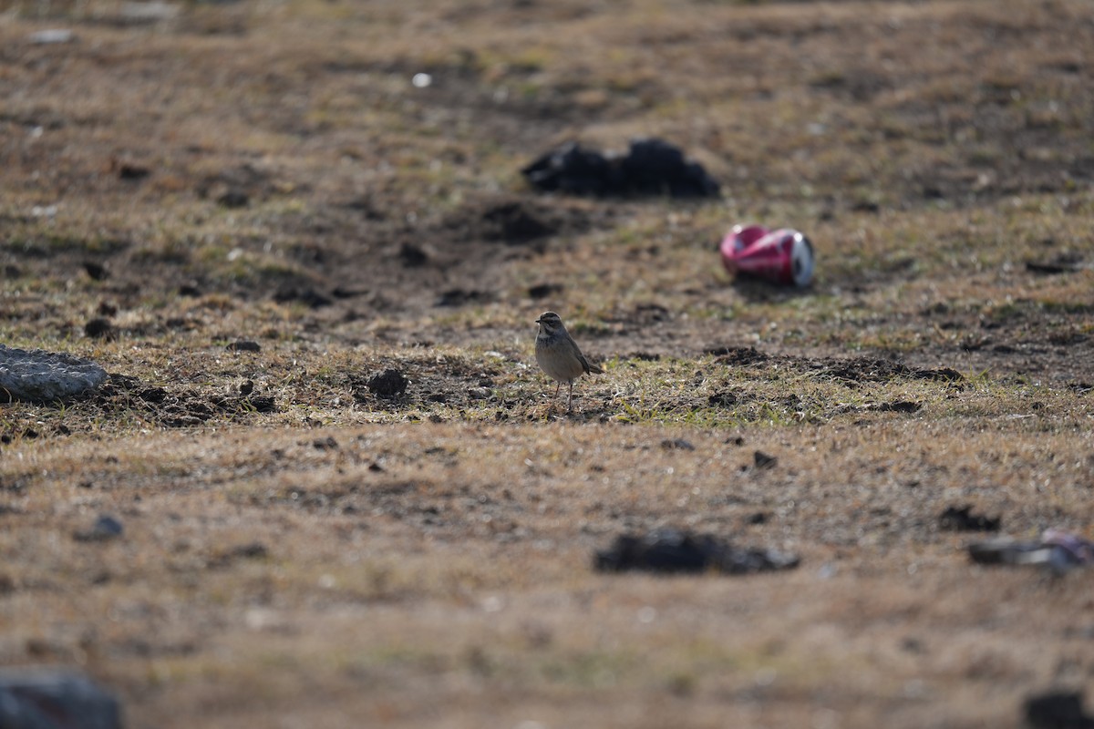 Bluethroat - ML644360548