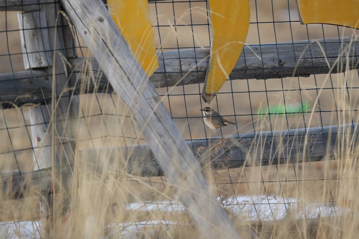 Bluethroat - ML644360552