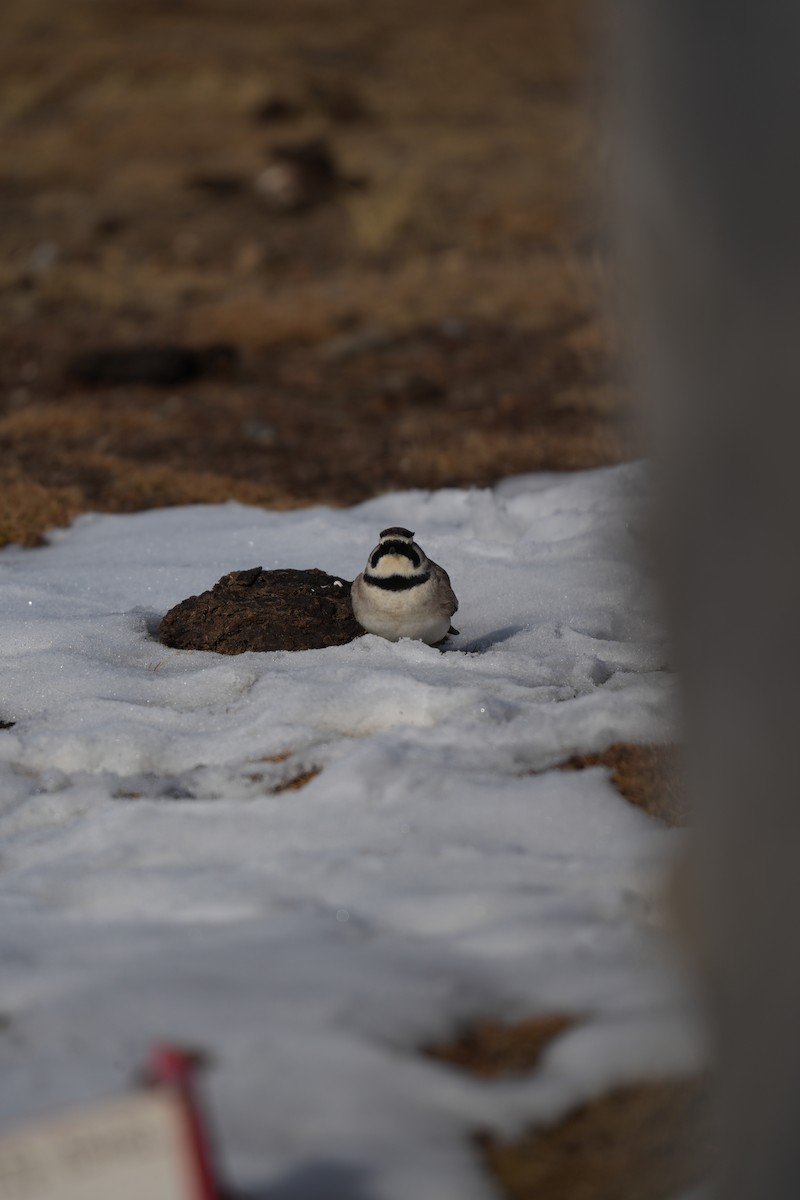 ハマヒバリ - ML644360556