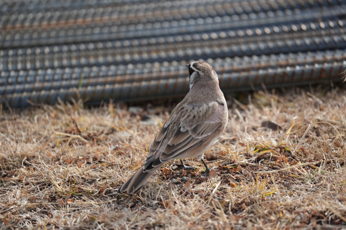 ハマヒバリ - ML644360557