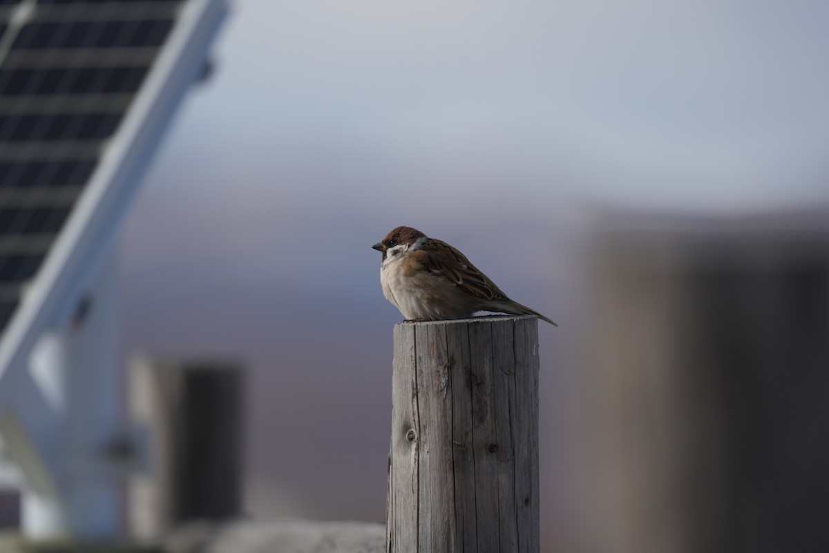 Eurasian Tree Sparrow - ML644360559