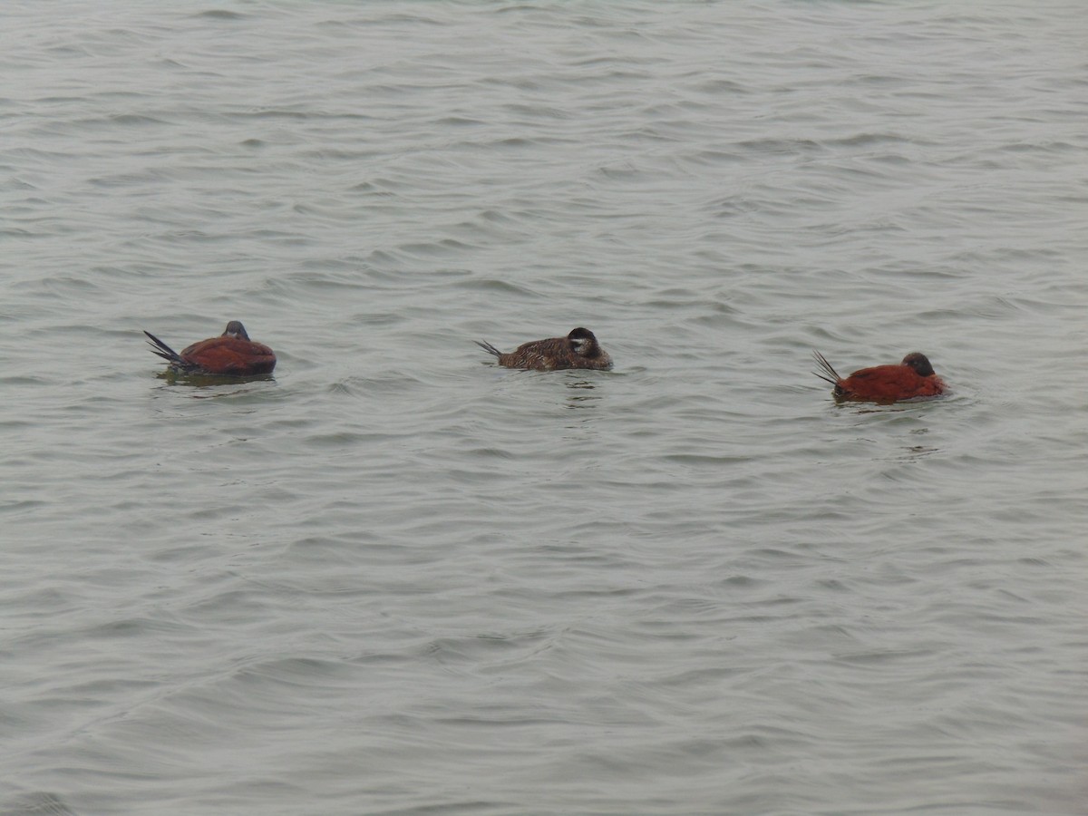 Lake Duck - ML644360560