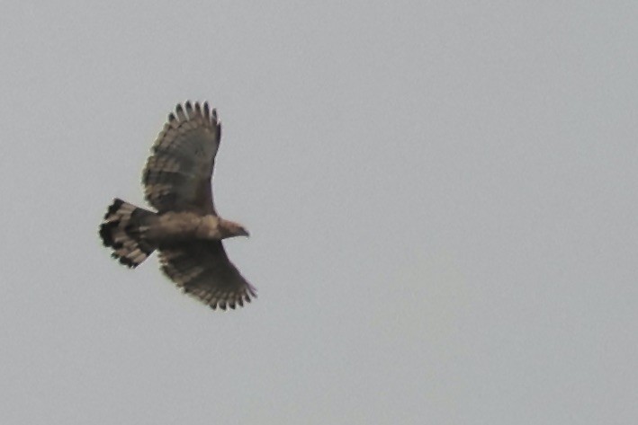 Wallace's Hawk-Eagle - ML644360563