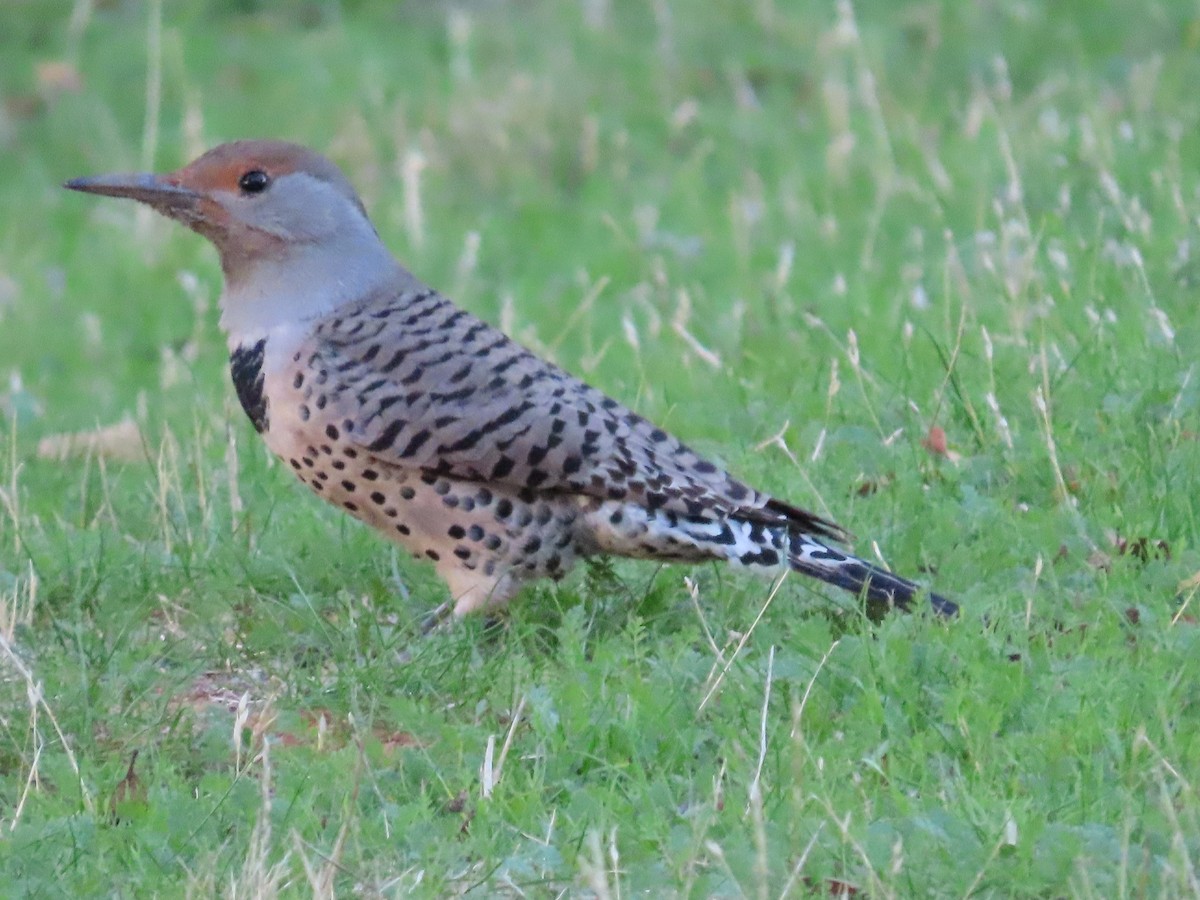 Шилоклювый дятел - ML644360566