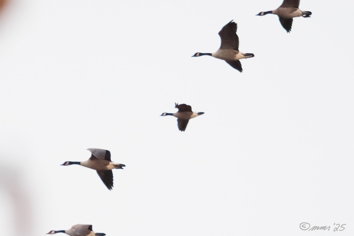 Cackling Goose - ML644360583