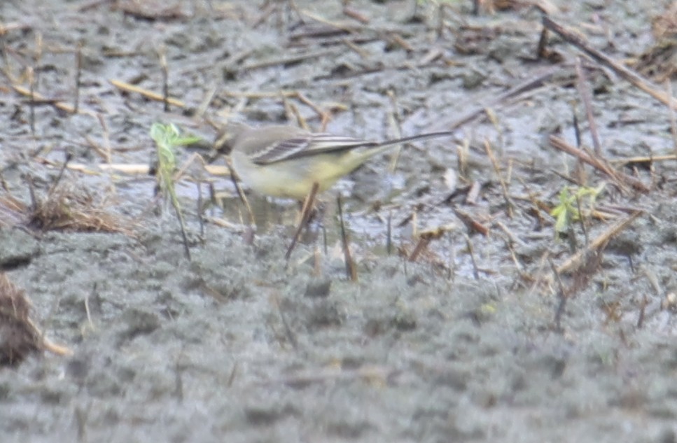 Eastern Yellow Wagtail - ML644360586