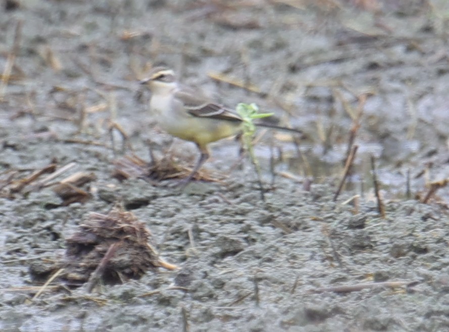Eastern Yellow Wagtail - ML644360587