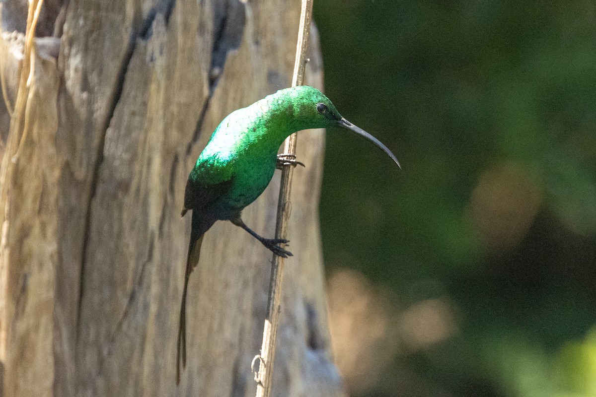 Malachite Sunbird - ML644360590