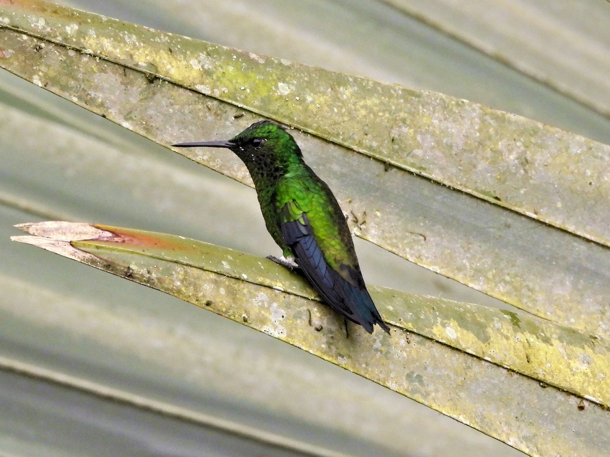 kolibrík ocelovořitý - ML644360607